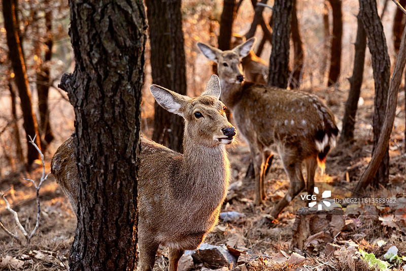莲花山上的小鹿图片素材