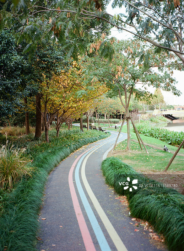 公园里树木丛中的空路图片素材