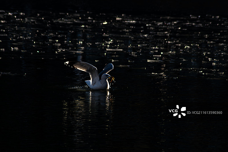 海河上的精灵图片素材