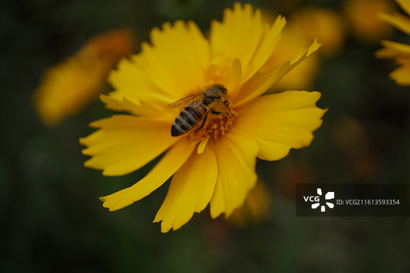 金鸡菊黄色菊花和蜜蜂采蜜特写镜头微距拍摄图片素材