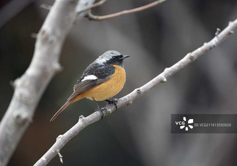 崇明岛北红尾鸲雄鸟特写图片素材