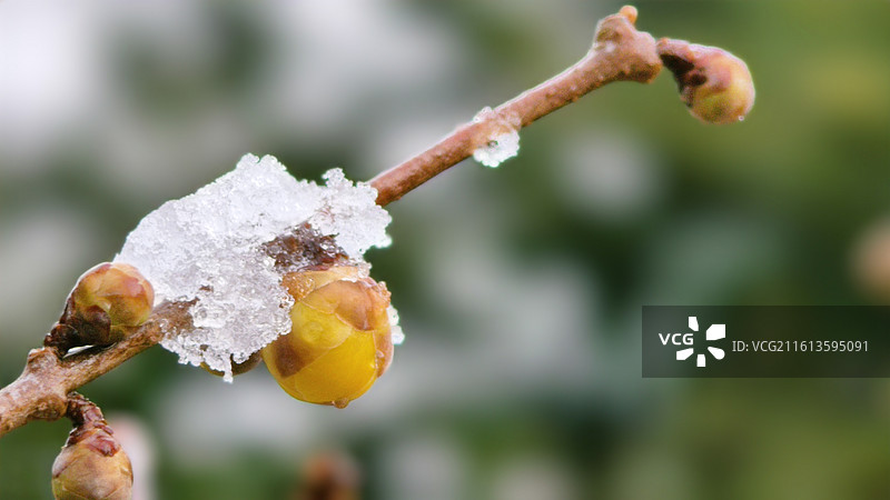 冰雪覆盖的腊梅花图片素材