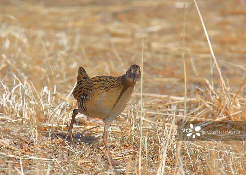 草丛里的普通秧鸡图片素材