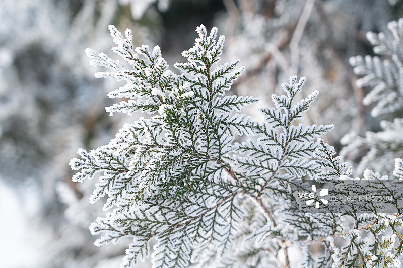 冬天松枝上的白霜积雪图片素材