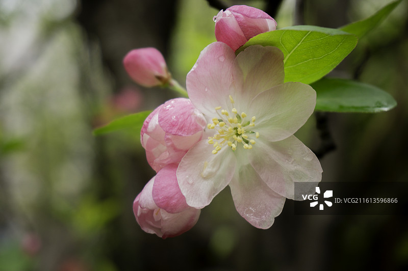 海棠花：“花中神仙”，“玉棠富贵”，粉红色的花图片素材