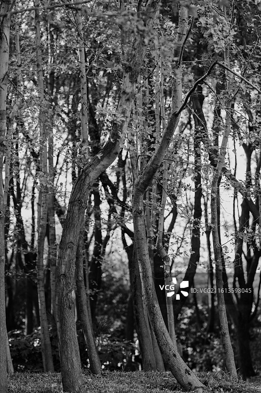 森林中树木的低角度视图图片素材