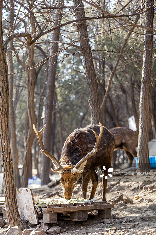 一只公梅花鹿在觅食图片素材