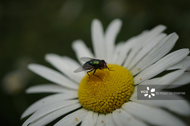 白色菊花大滨菊和绿豆蝇苍蝇微距特写镜头图片素材