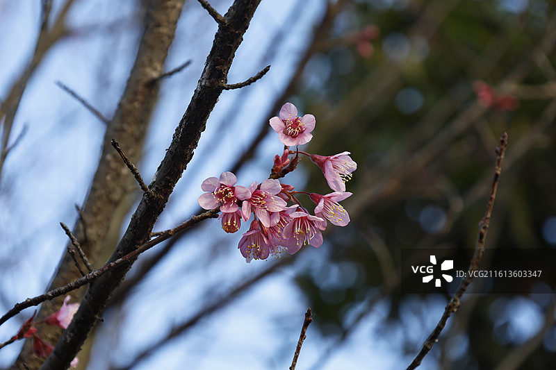 冬樱花图片素材