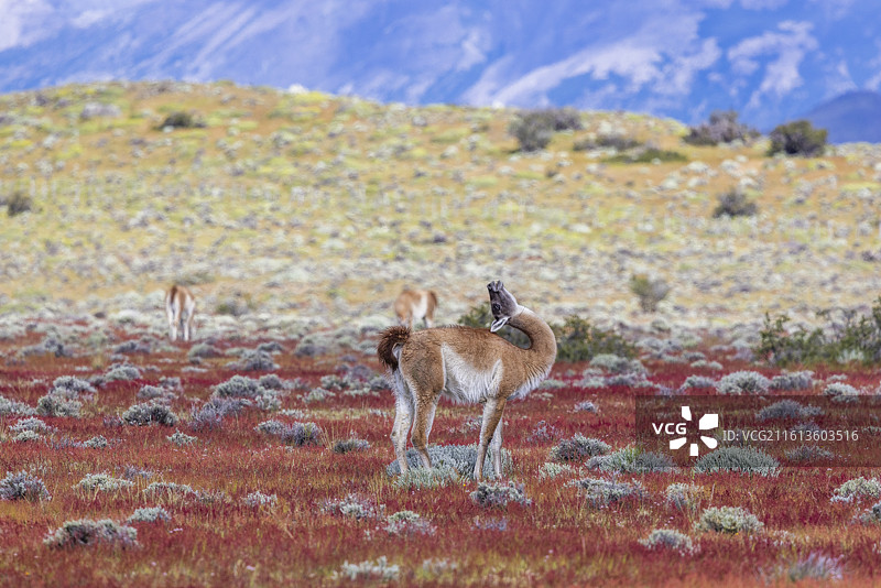 智利百内国家公园图片素材