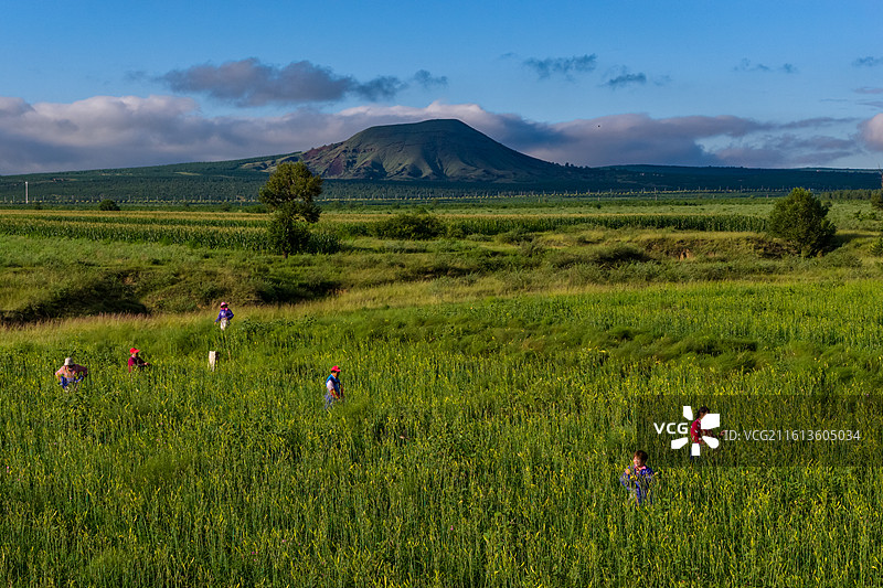 大同火山下的黄花采摘季。黄花又名忘忧草，是大同火山下最具代表性的经济作物。图片素材
