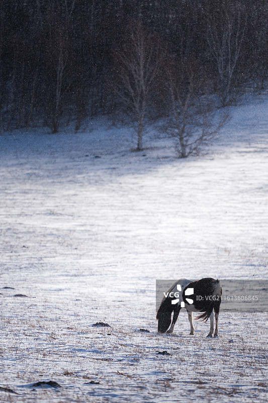 冬季草原牧场的马图片素材