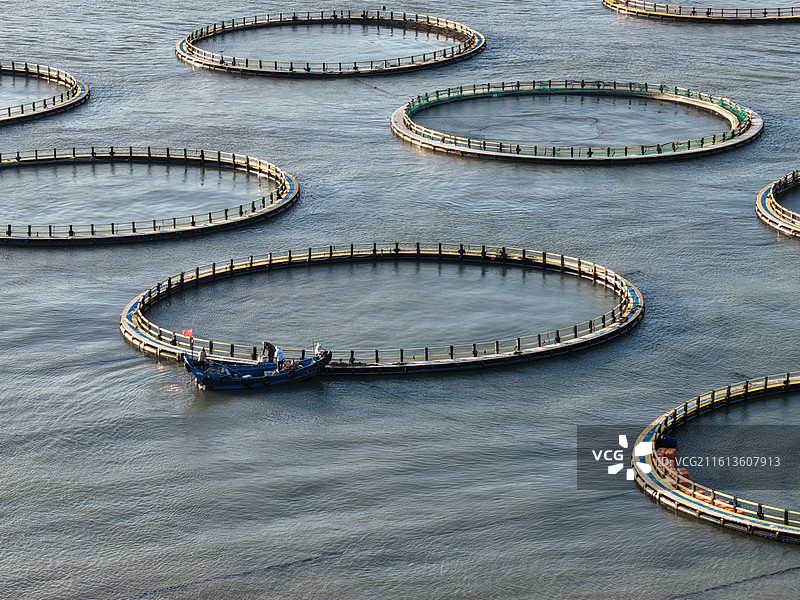 福建连江：大黄鱼养殖基地作业忙图片素材