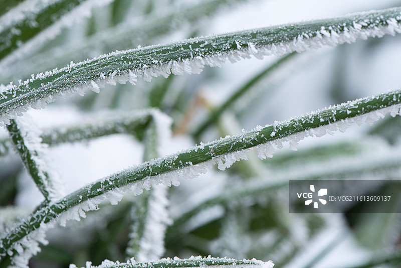 冬季绿叶上的白霜积雪图片素材