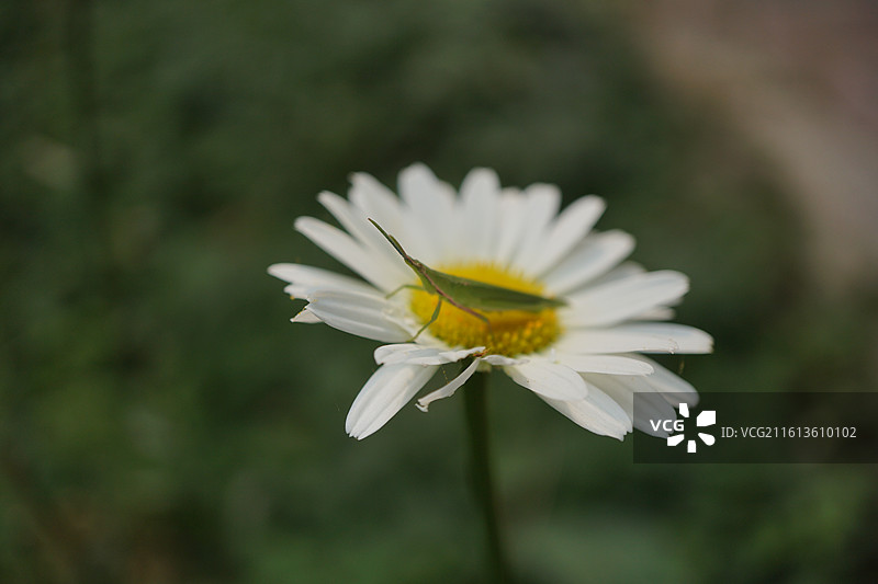 大滨菊花白色菊花黄色花心绿色蚂蚱特写微距镜头图片素材