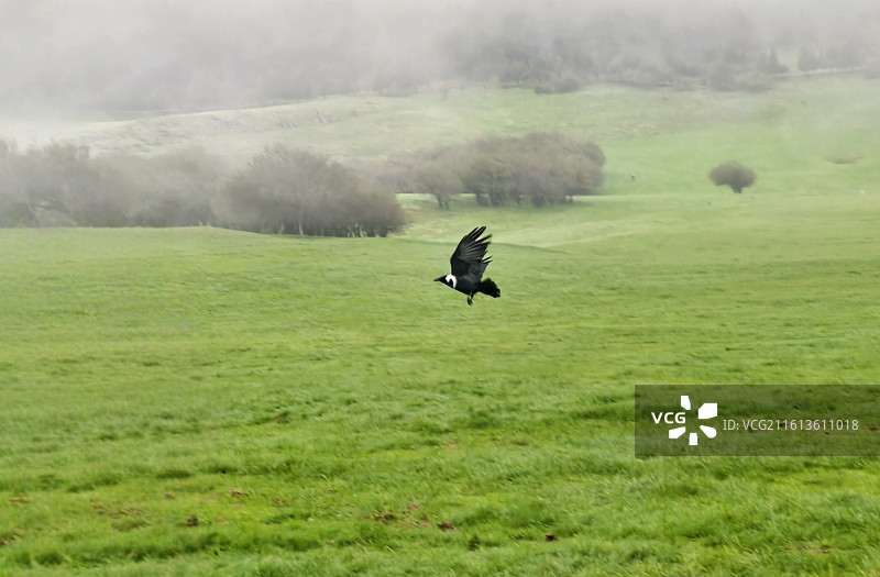重庆仙女山国家森林公园风光图片素材