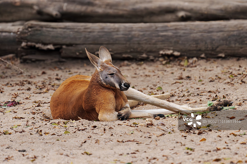 慵懒的袋鼠图片素材