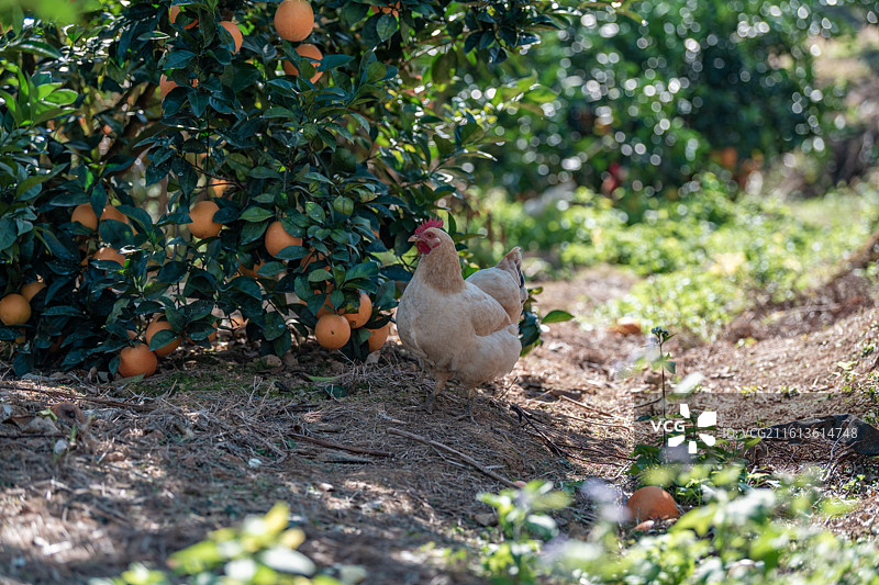 赣南脐橙园里放养的鸡图片素材