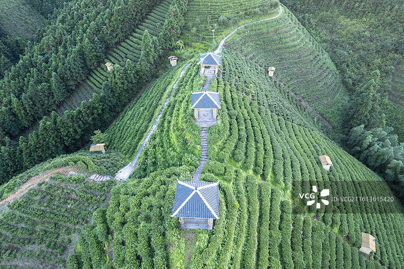 广西来宾金秀六段瑶寨茶山茶园航拍图片素材