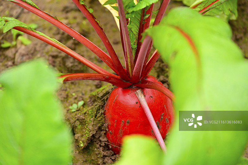 红皮大萝卜图片素材