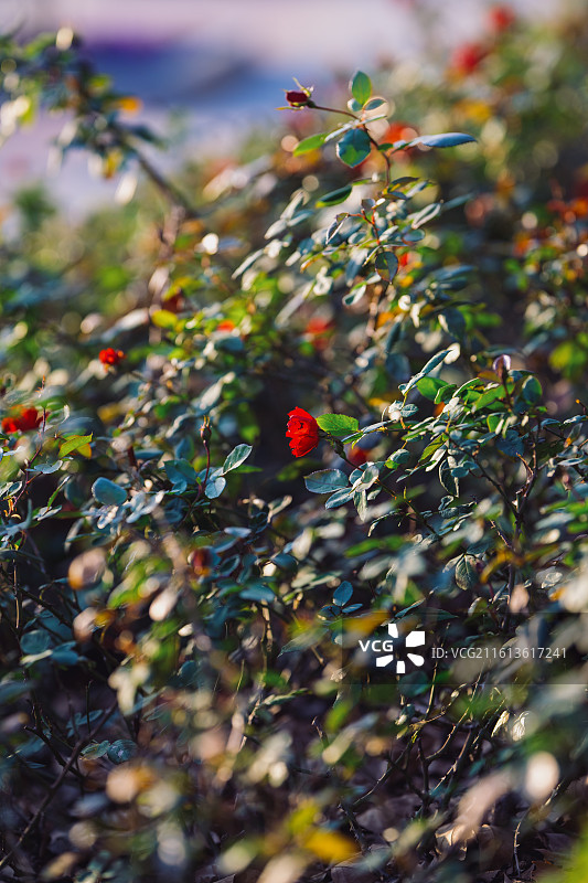红色开花植物特写镜头图片素材