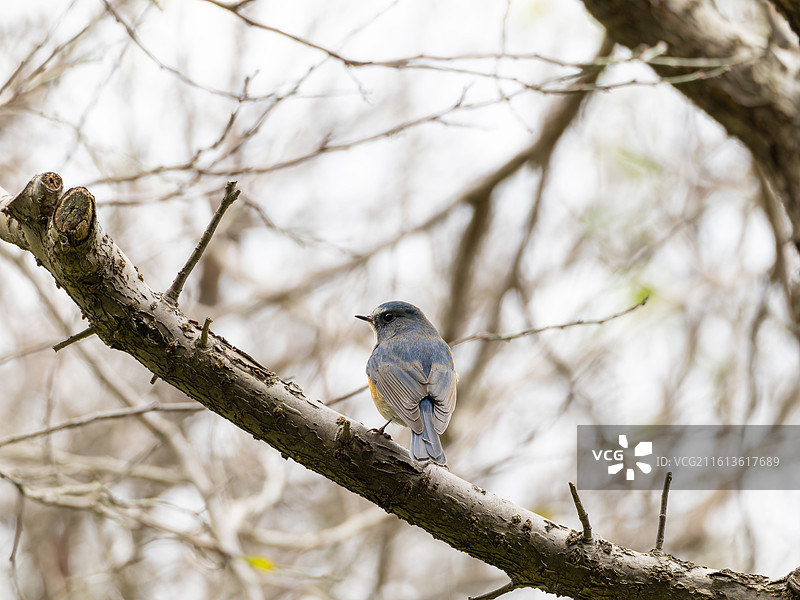 红胁蓝尾鸲图片素材