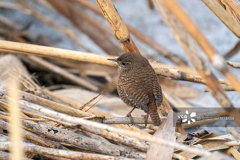 芦苇上站立的鹪鹩图片素材
