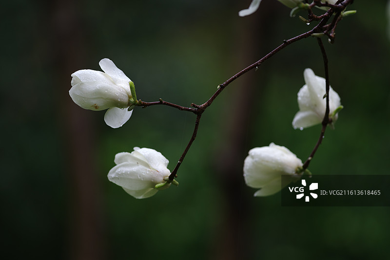春天到了，杭州的白玉兰花开了图片素材