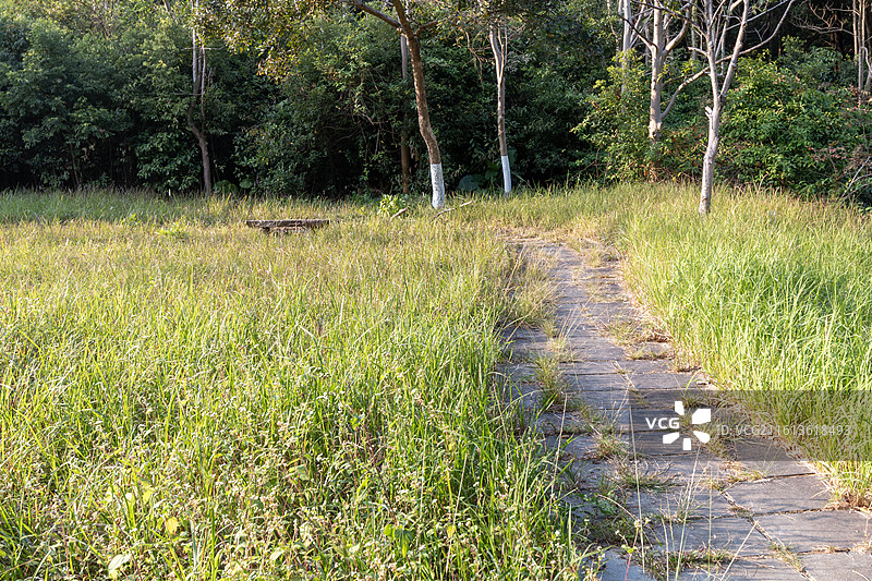 冬天日光下的广州大夫山森林公园的林间小路风光图片素材