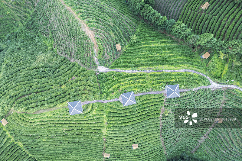 广西来宾金秀六段瑶寨茶山茶园航拍图片素材