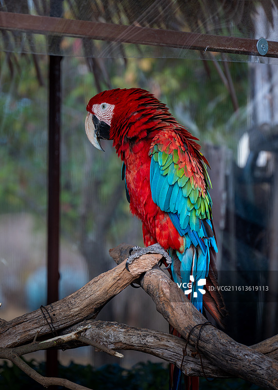 南通野生森林动物园图片素材