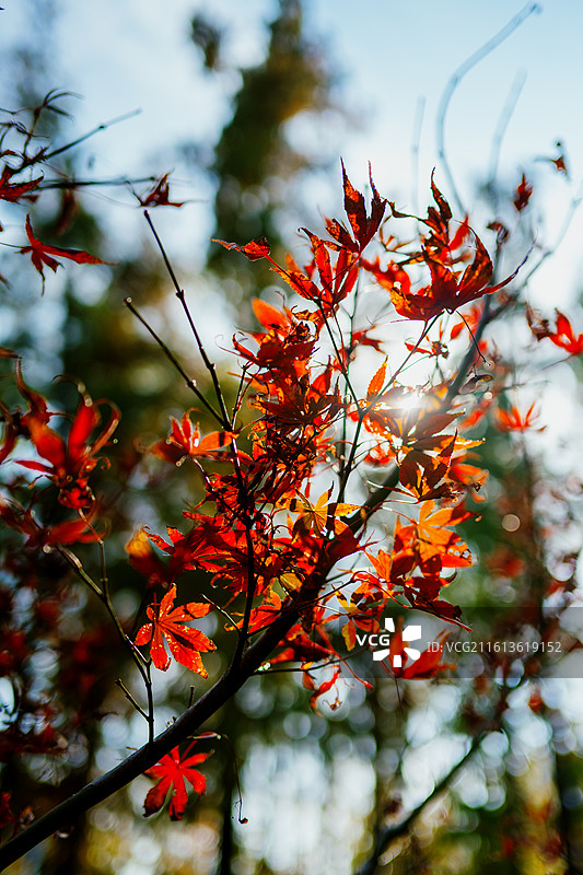 秋天枫叶在树上的特写镜头图片素材