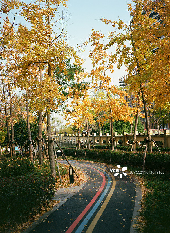 公园里树木丛中的空路图片素材