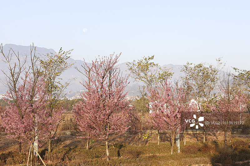 冬樱花图片素材