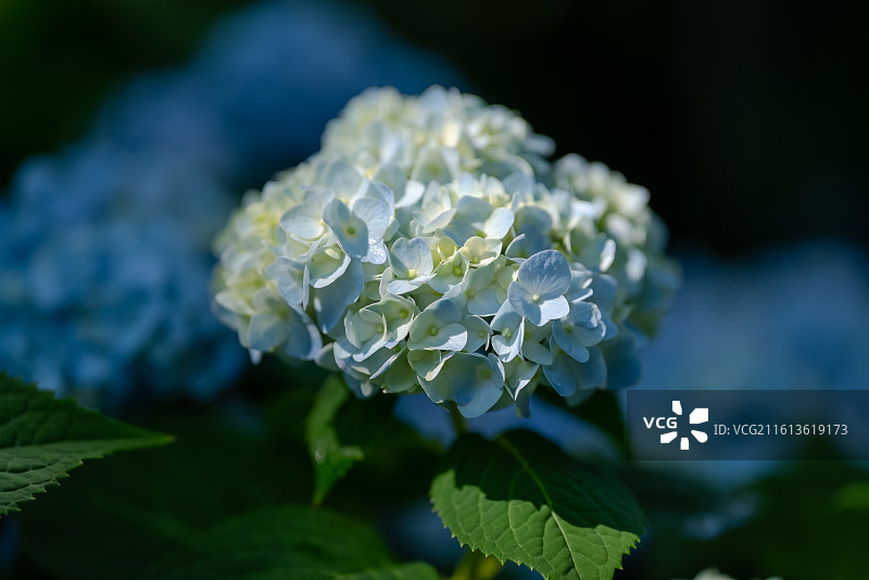 蓝色的绣球花图片素材