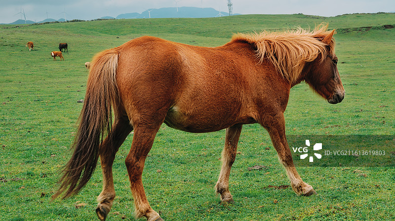 一匹马在草原上-乌蒙大草原图片素材