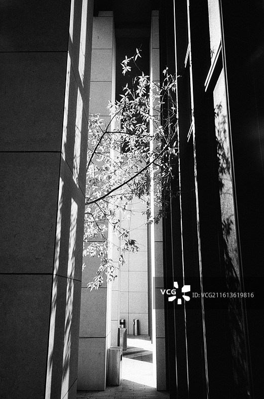 树木和建筑物的低角度视图图片素材