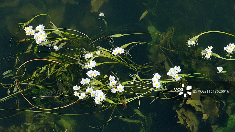 云南大理市洱海海菜花航拍图片素材
