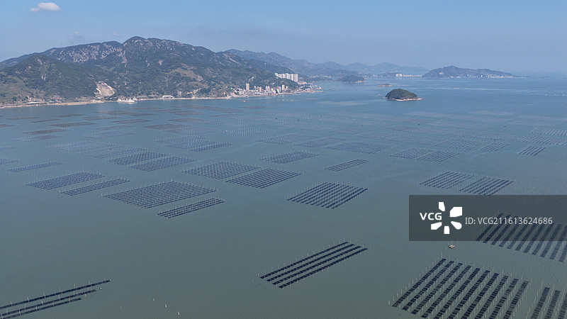 福建连江：采收“头水”紫菜图片素材