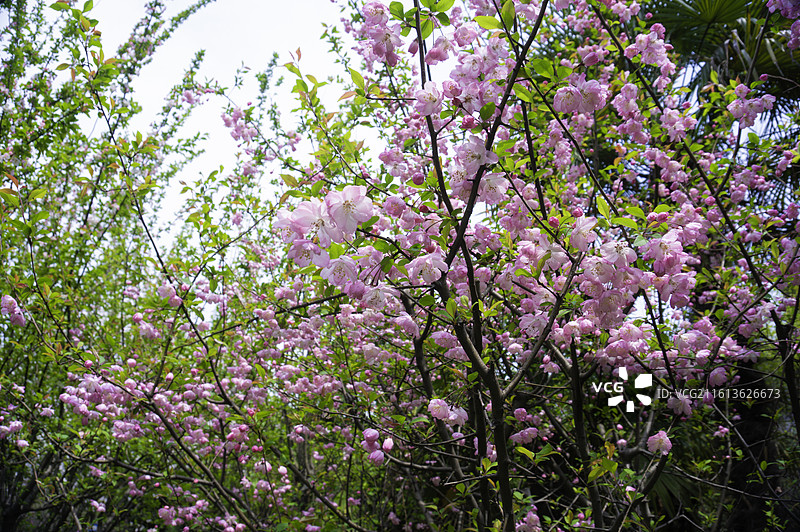 海棠花：“花中神仙”，“玉棠富贵”，粉红色的花图片素材