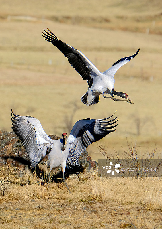 云南昭通大山包冬天高原珍稀鸟类黑颈鹤嬉戏飞舞图片素材