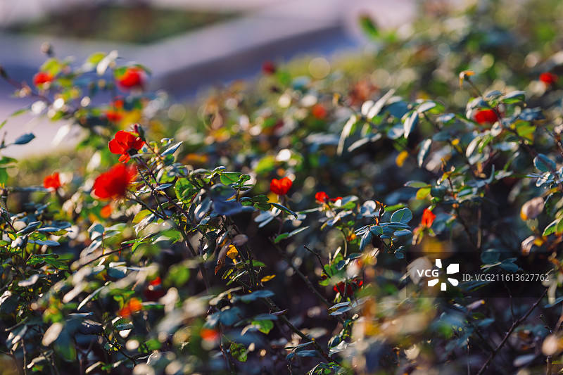 红色开花植物特写镜头图片素材