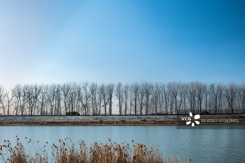 冬季晴朗天气湛蓝色的天空下扬州高邮湖湖西菱塘乡湖畔湖堤上杨树和芦苇的意境图片素材