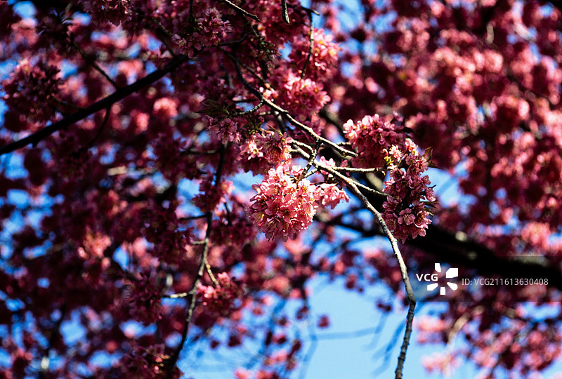 大理的冬樱花图片素材