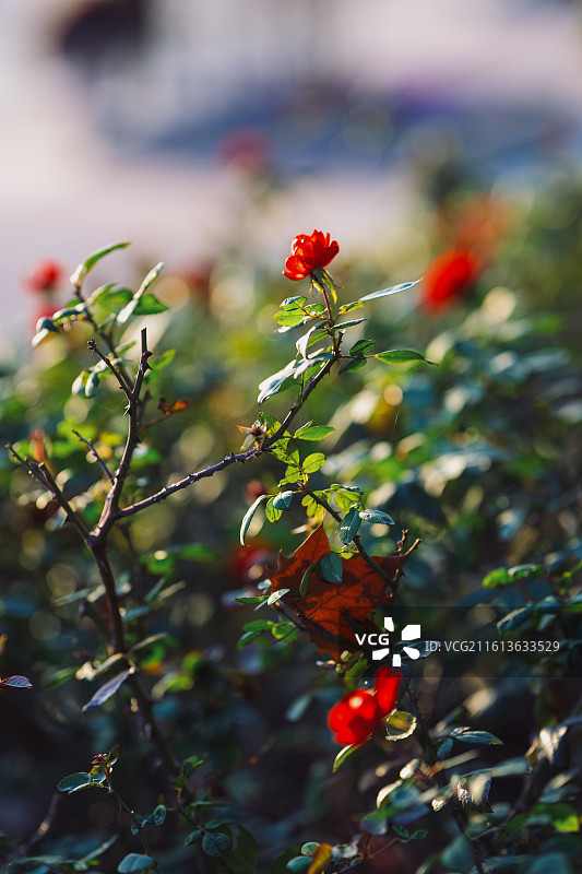 红色开花植物特写镜头图片素材
