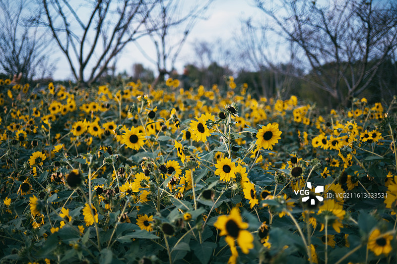 田野上的黄色向日葵特写镜头图片素材