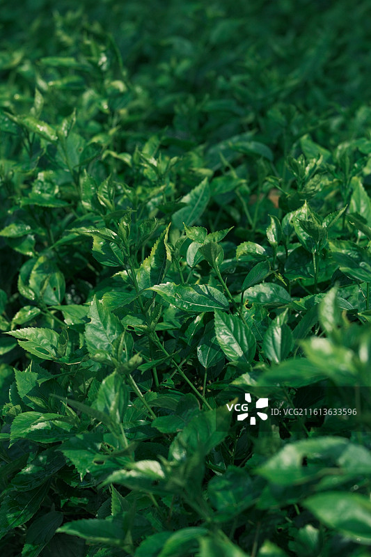 新鲜绿色植物的全帧拍摄图片素材