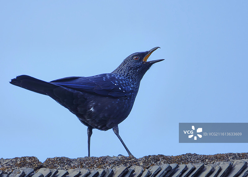 啸瓦图图片素材