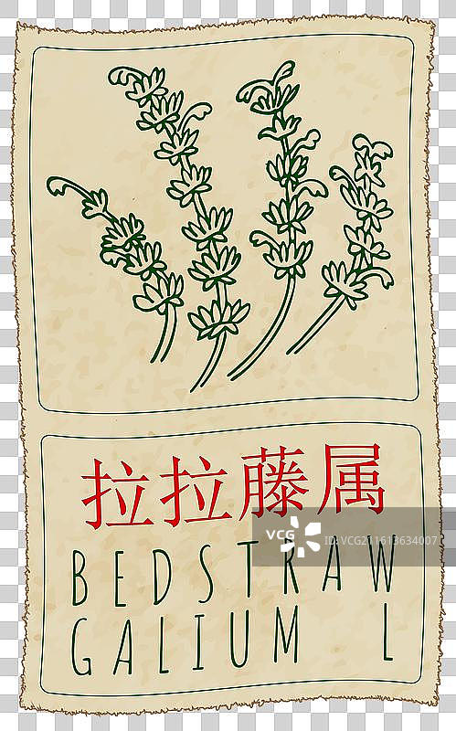 手绘的中文版蓬子菜图片素材