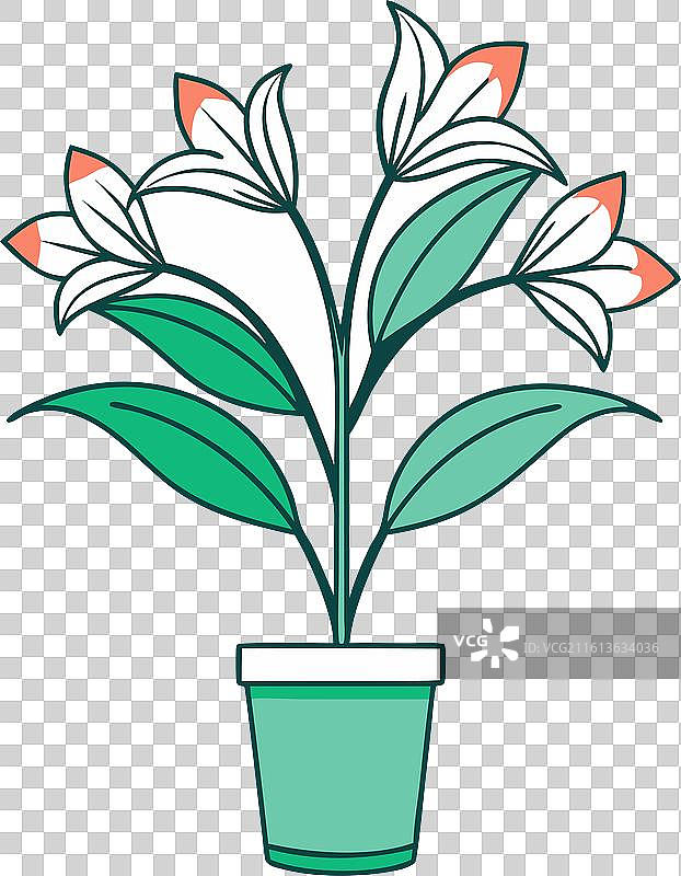 带盆栽剪影的六出花图片素材